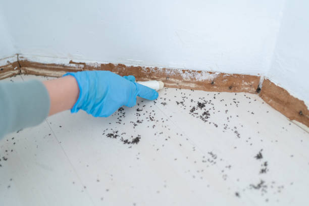 Best Termite Control Services  in Ewa Villages, HI